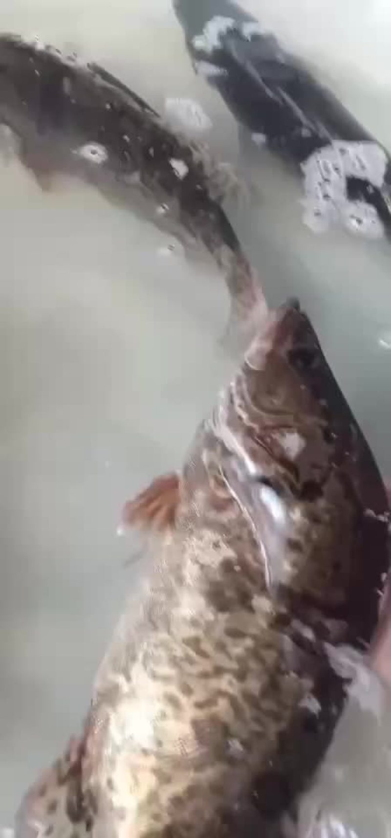 黑桂鱼