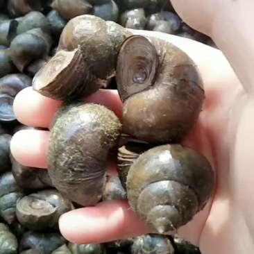 大量收购