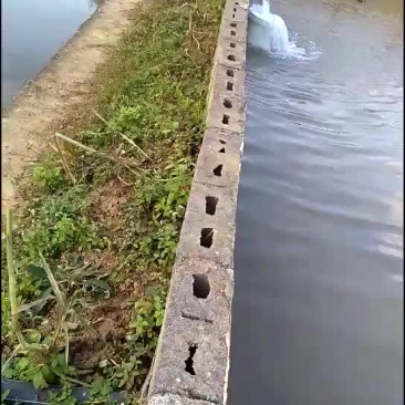 田螺塘