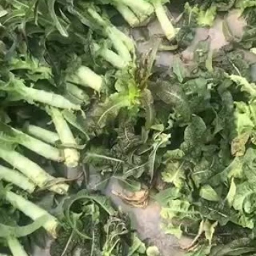 莴笋