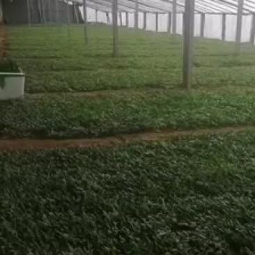 辣椒苗，茄子苗西红柿苗，大量出售