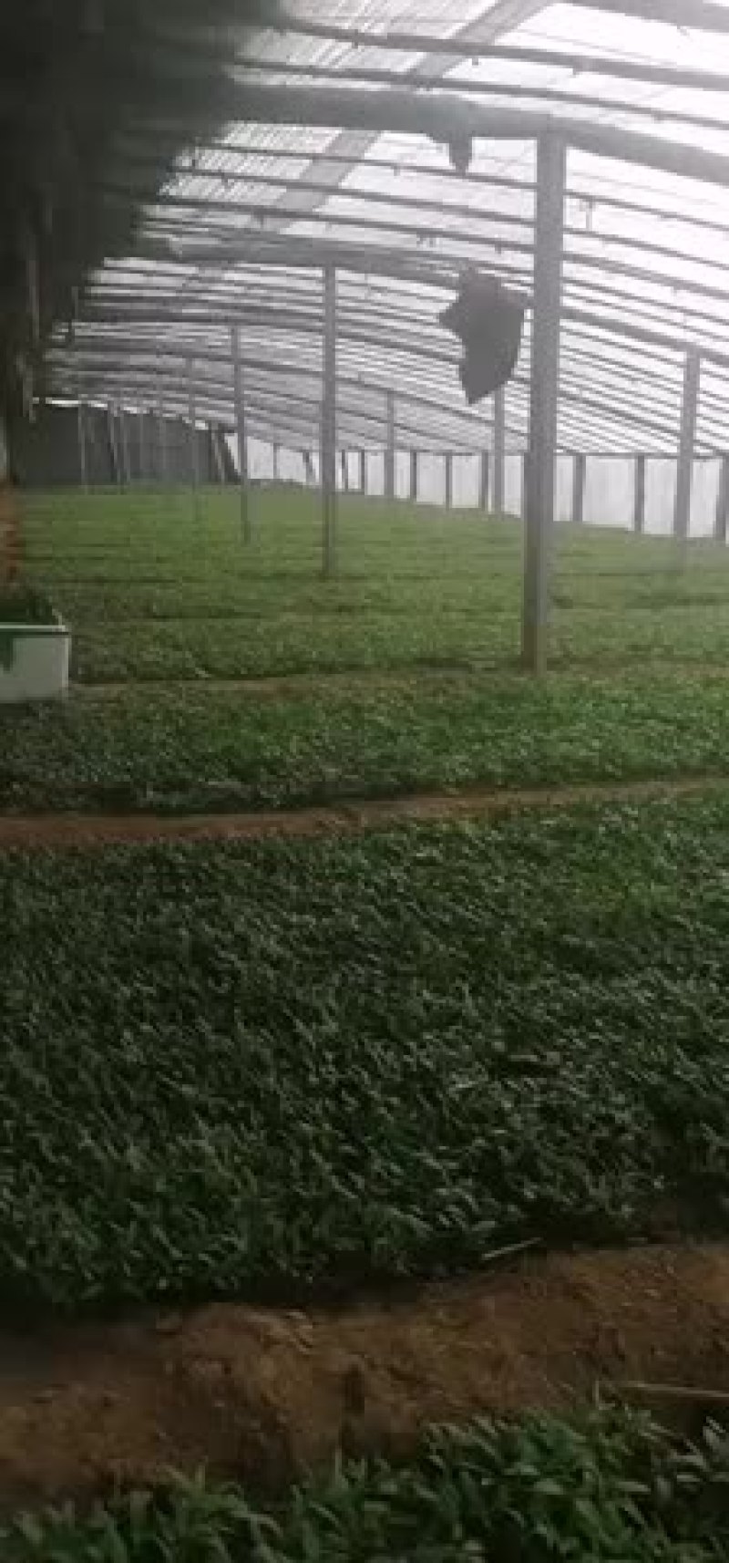 辣椒苗，茄子苗西红柿苗，大量出售