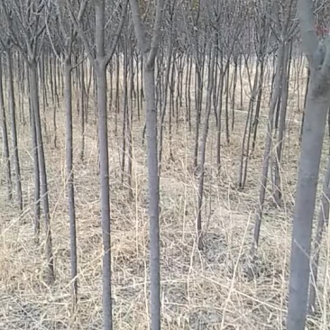 三四五红叶李