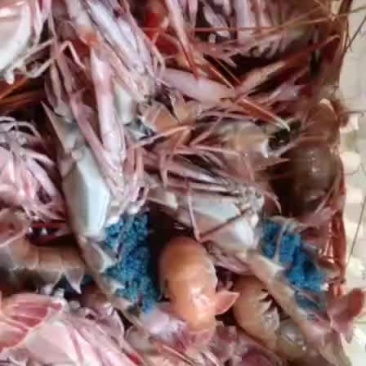 海龙虾