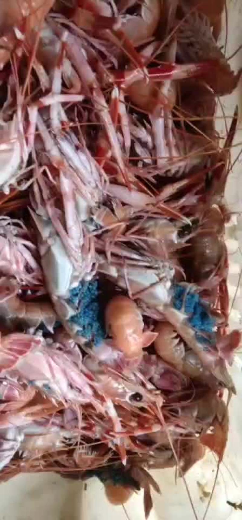海龙虾