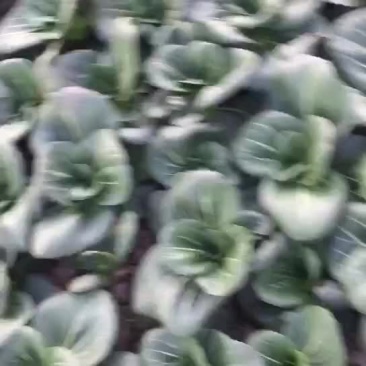 精品苏州青，矮脚黑油菜