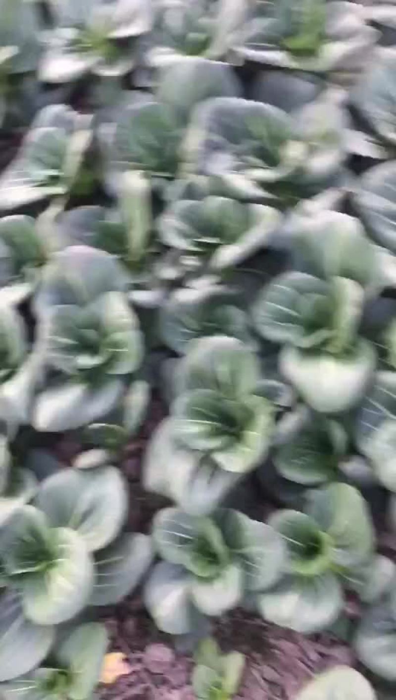 精品苏州青，矮脚黑油菜