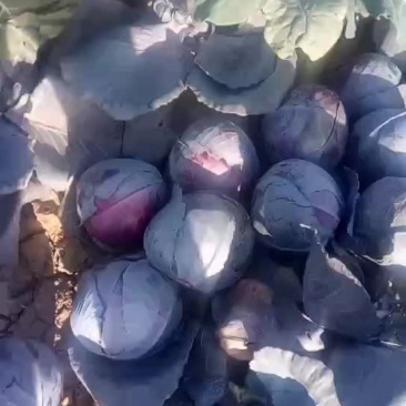 紫甘蓝，品种优，质量好，2一3斤，无虫眼