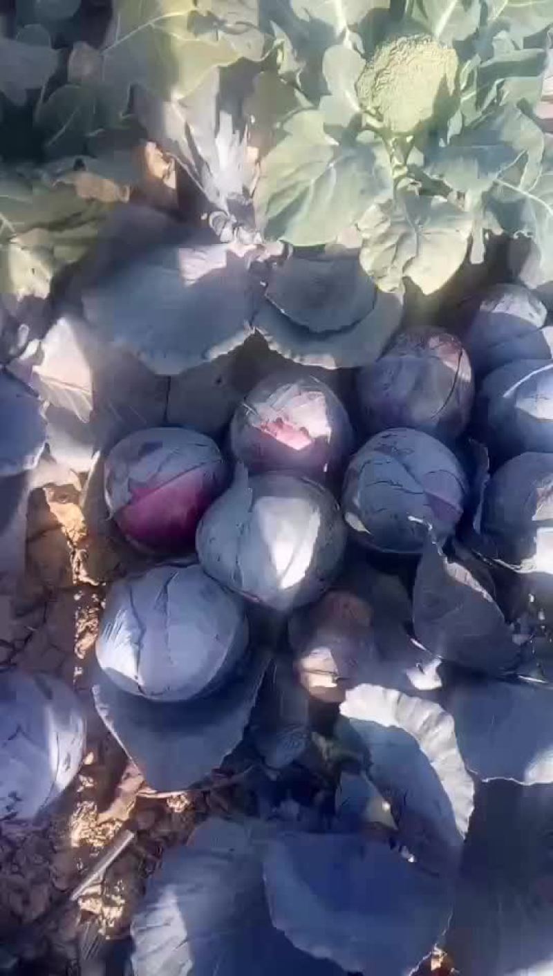 紫甘蓝，品种优，质量好，2一3斤，无虫眼