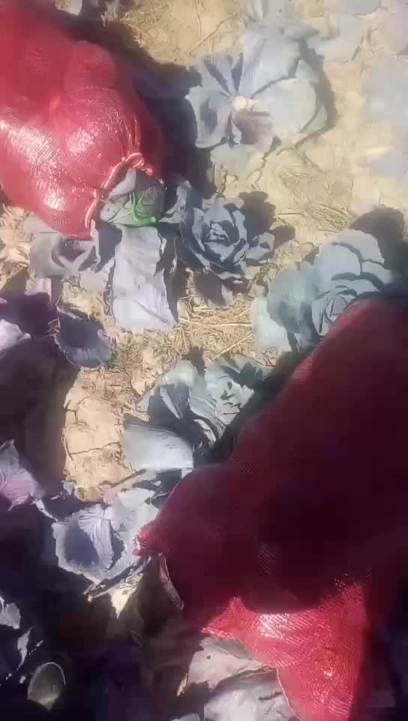紫甘蓝，品种优，质量好，2一3斤，无虫眼