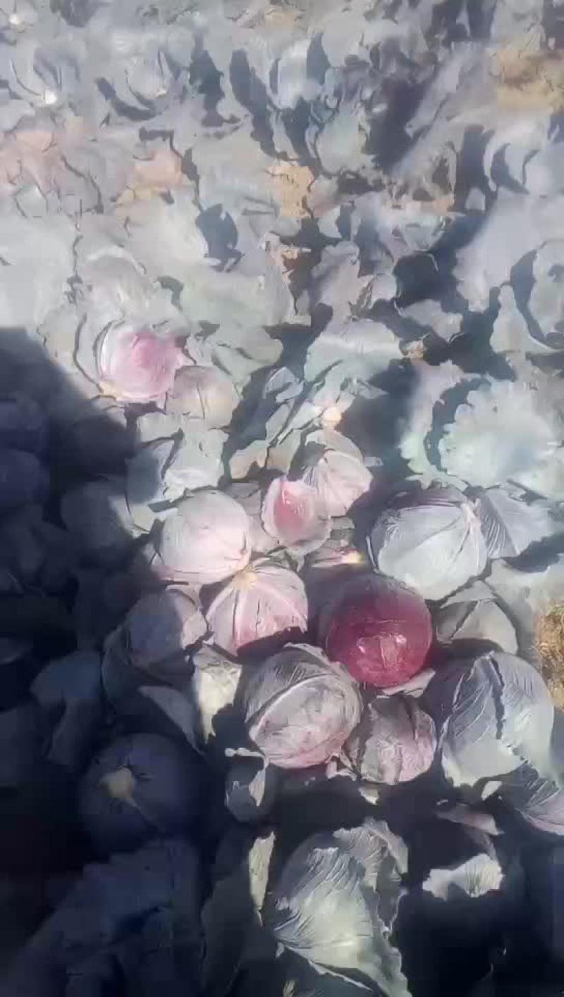 紫甘蓝，品种优，质量好，2一3斤，无虫眼