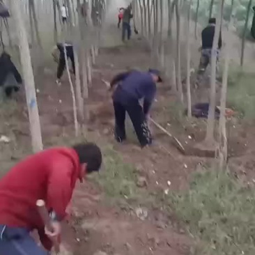 国槐
