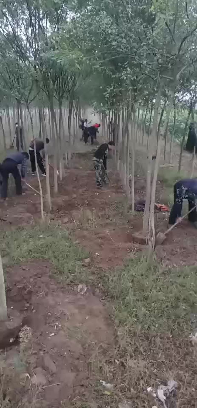 国槐