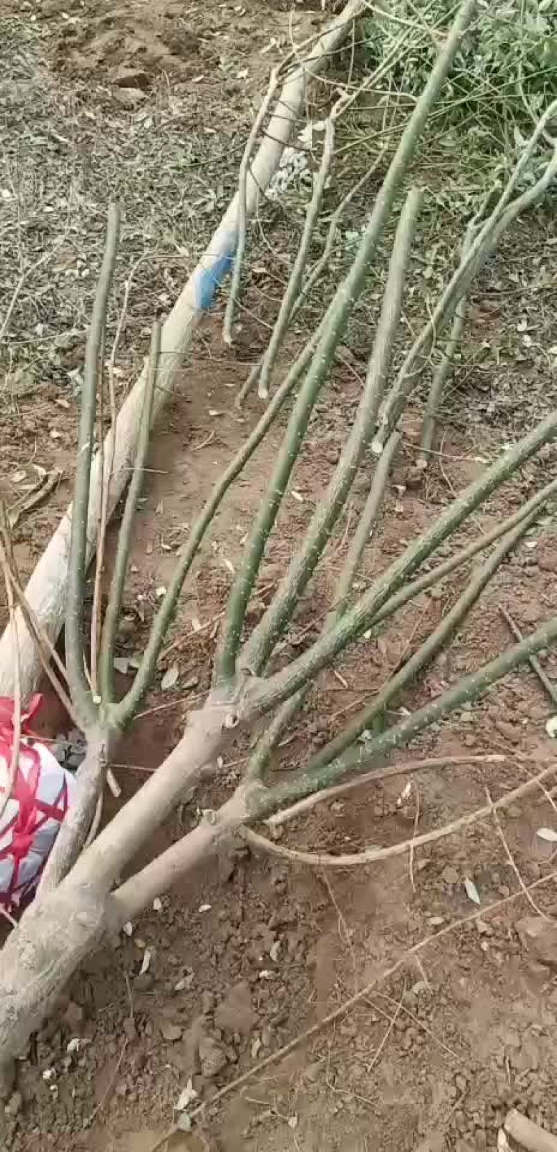 国槐