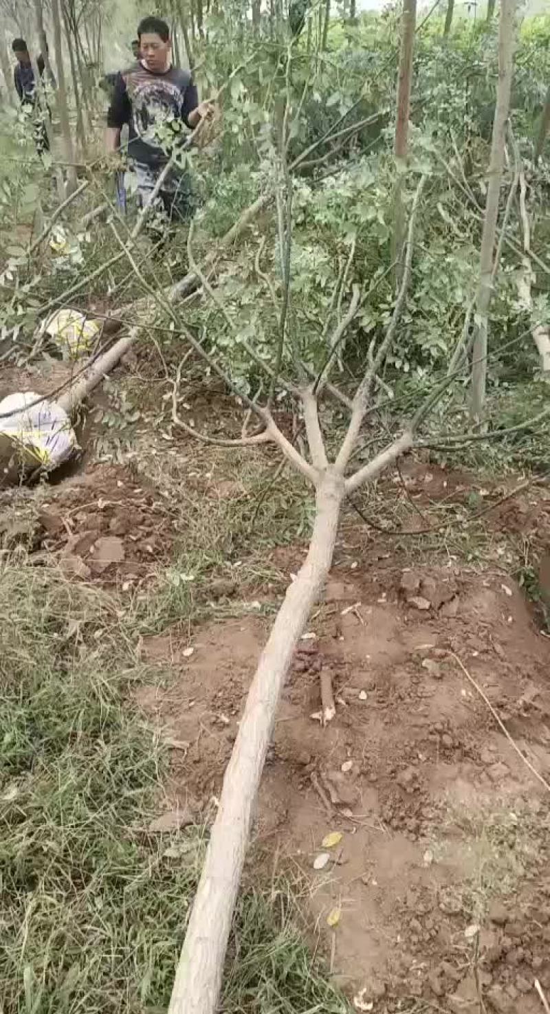 国槐