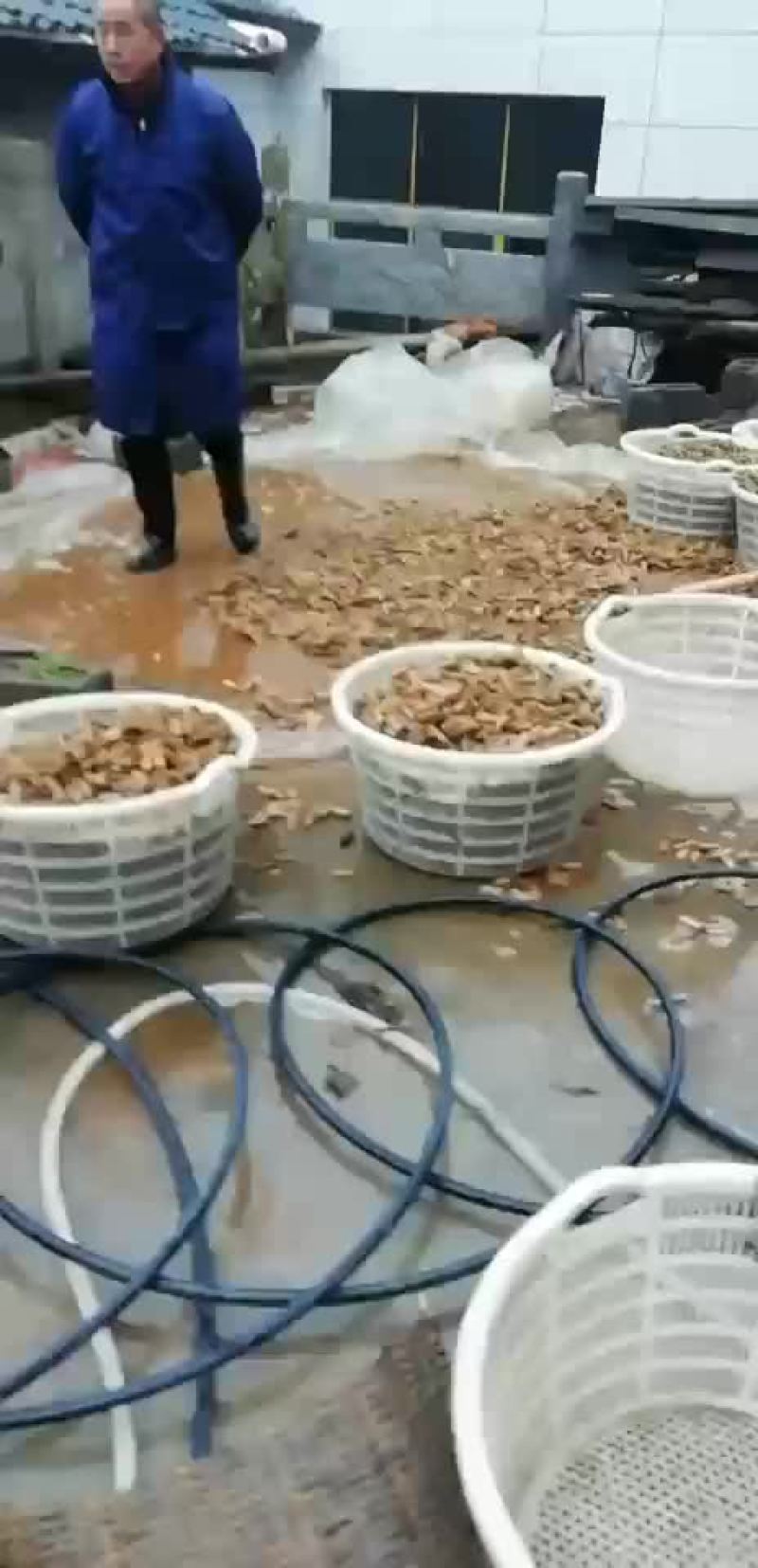 葛丁
