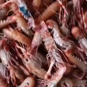海龙虾，