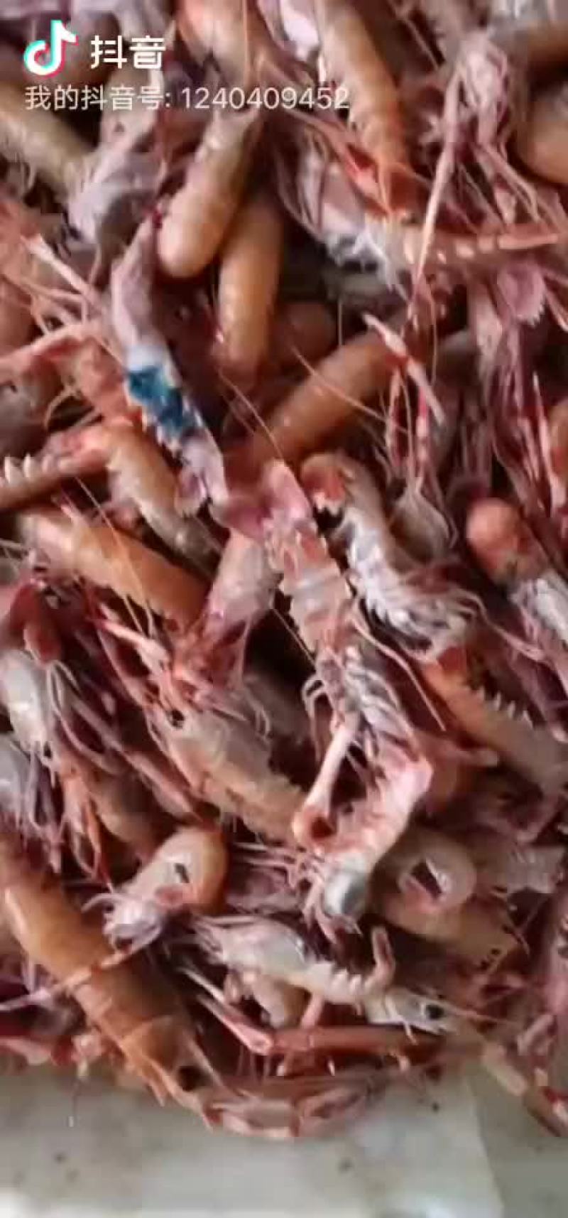海龙虾，