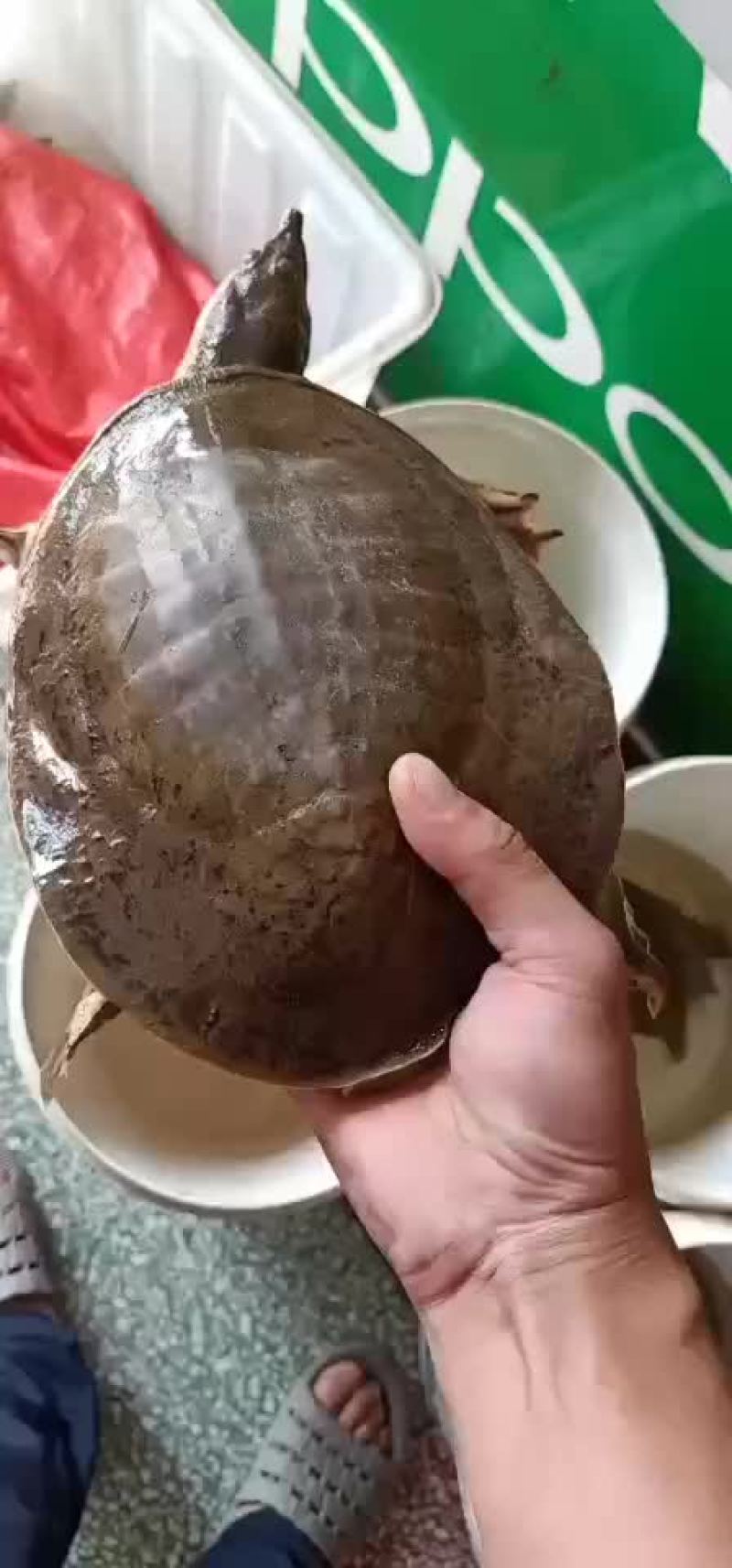 甲鱼农村老鳖一手货源