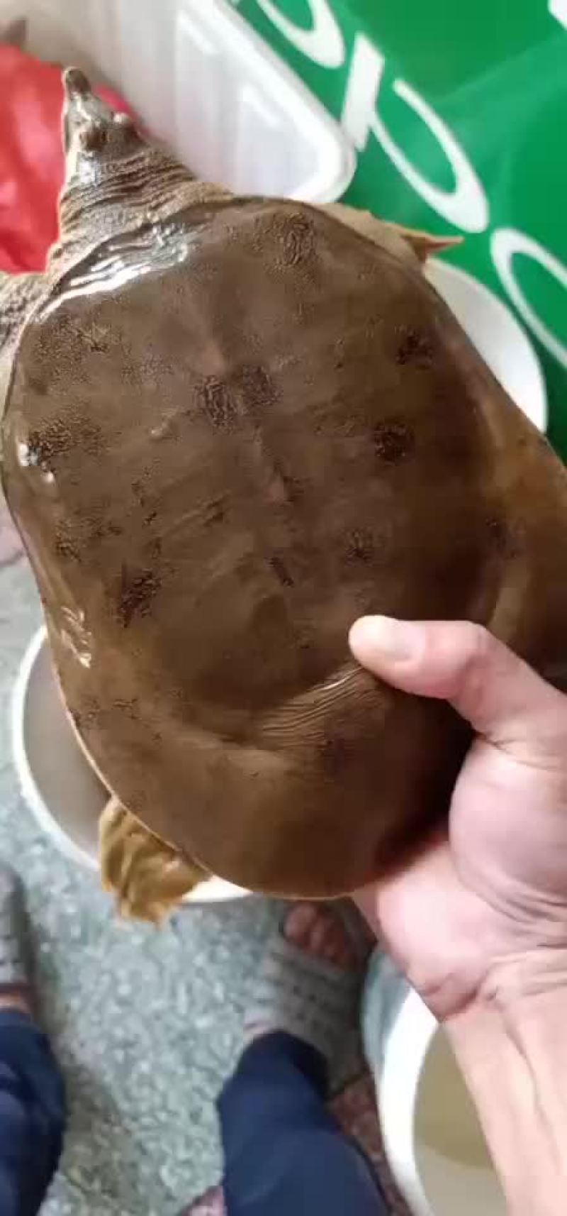 甲鱼农村老鳖一手货源