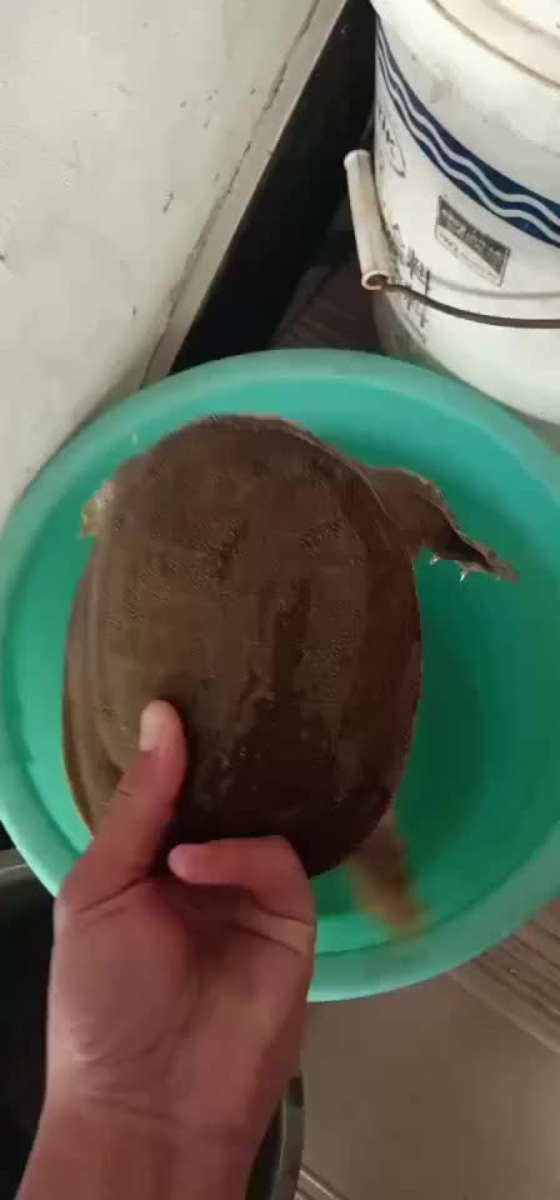 甲鱼农村老鳖一手货源