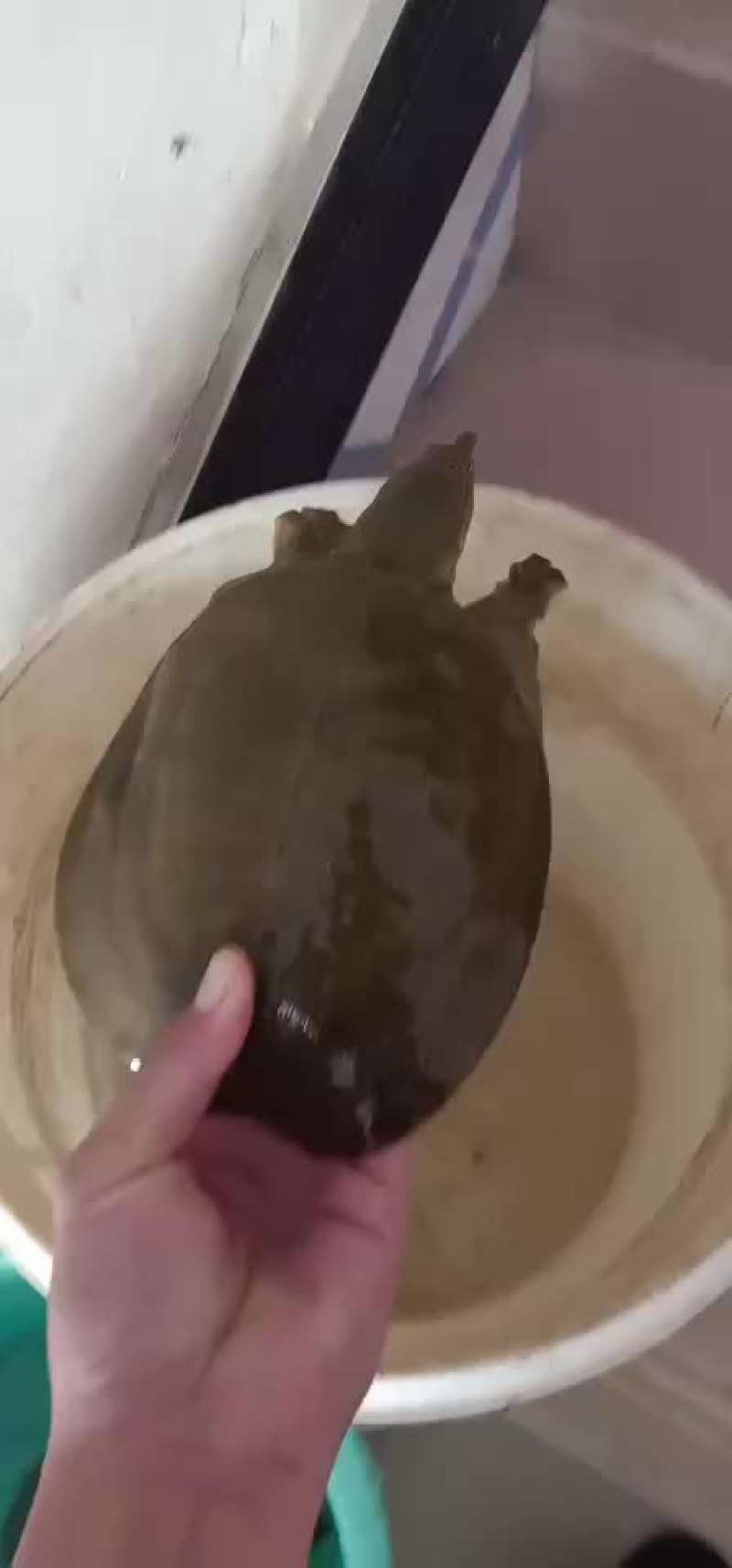 甲鱼农村老鳖一手货源