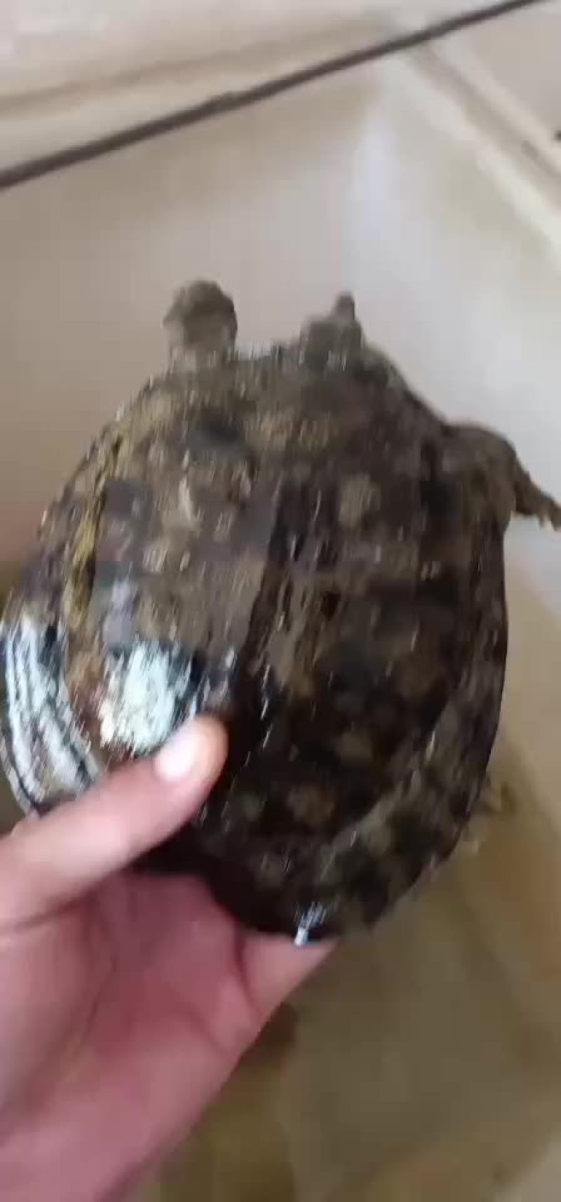 甲鱼农村老鳖一手货源