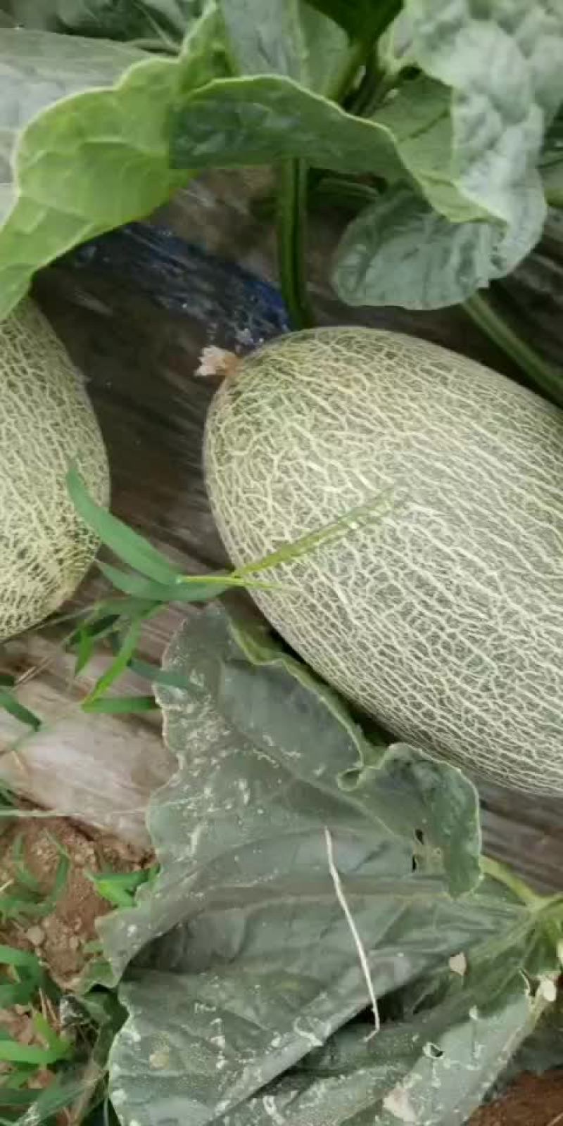 密瓜密瓜大量上市啦