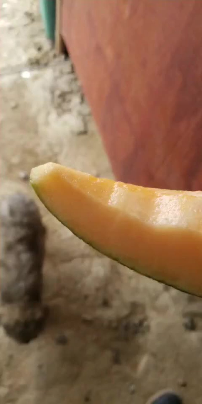 哈密瓜