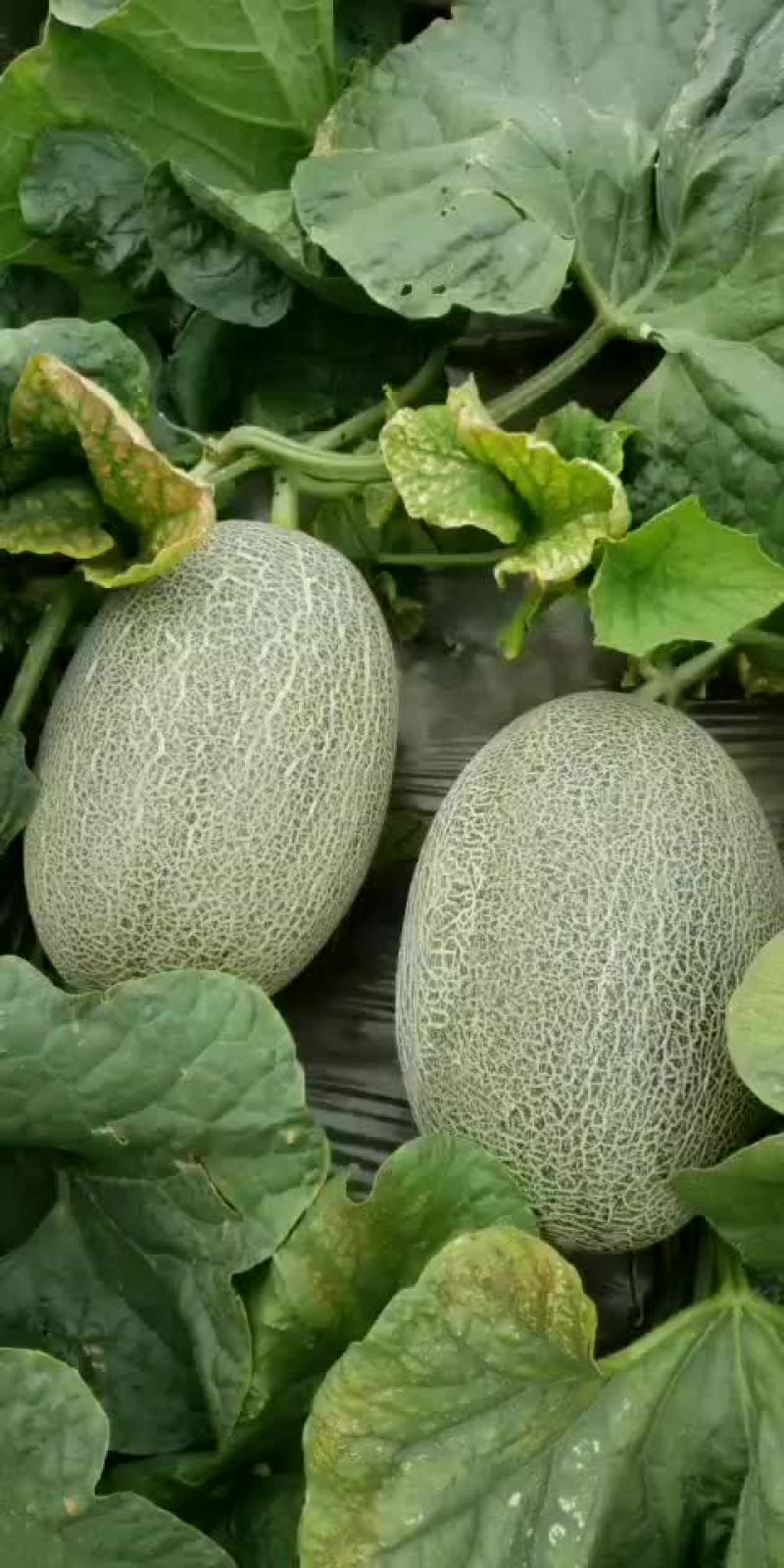 哈密瓜