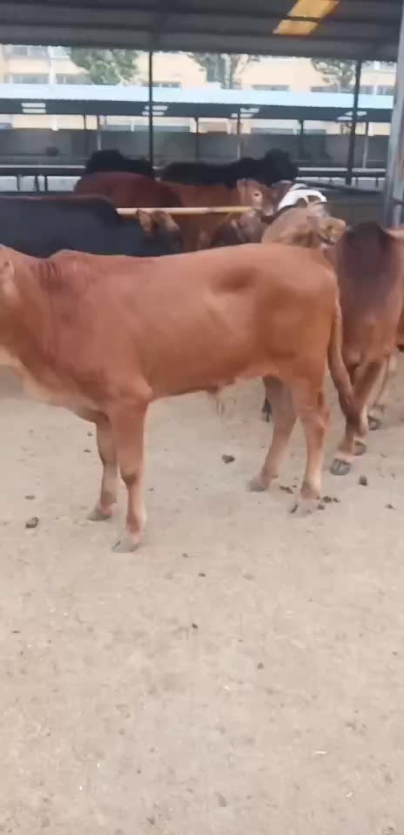 鲁西黄牛湖南西门塔尔牛黄牛犊包成活免费运输