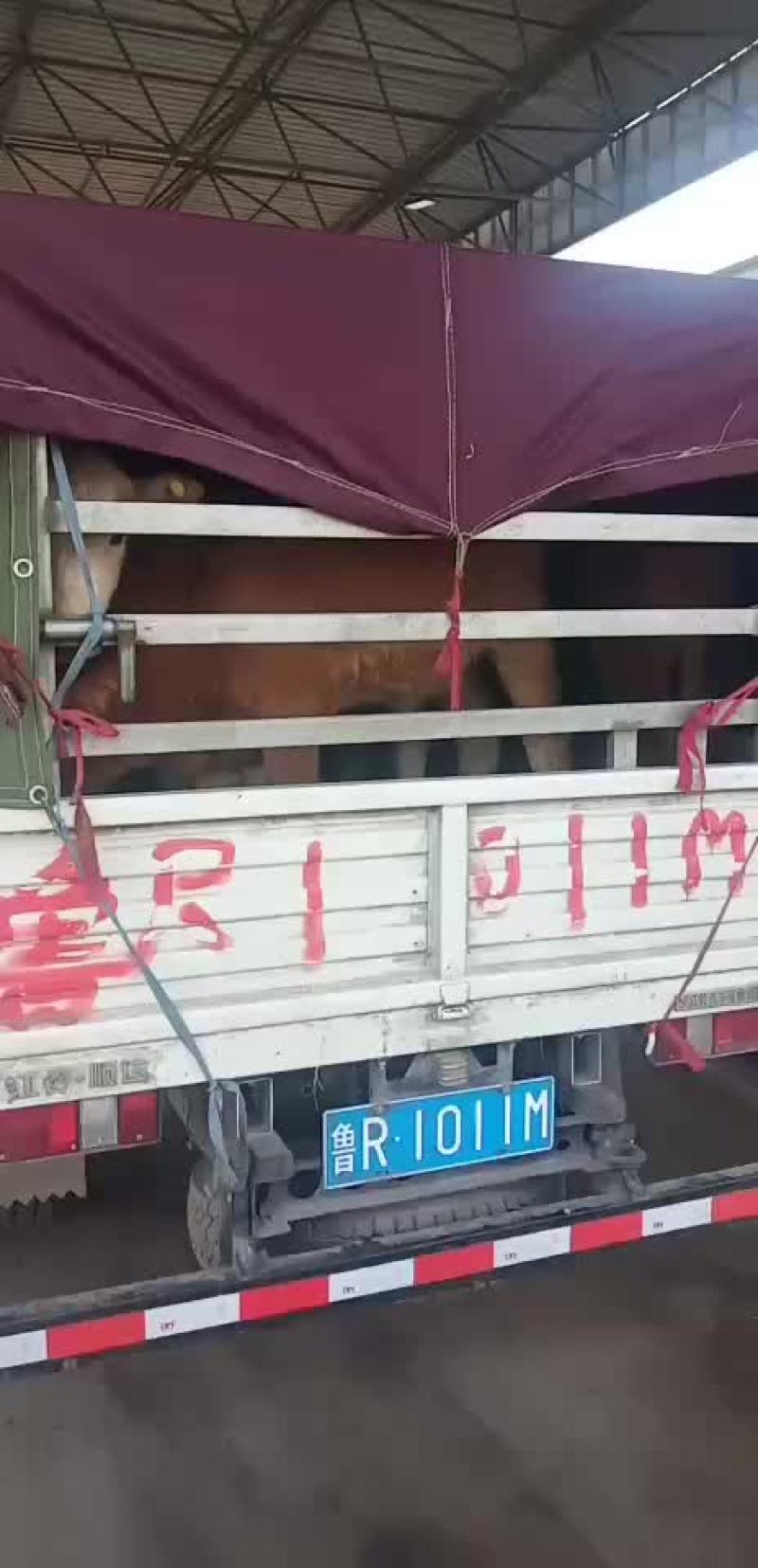 鲁西黄牛湖南西门塔尔牛黄牛犊包成活免费运输