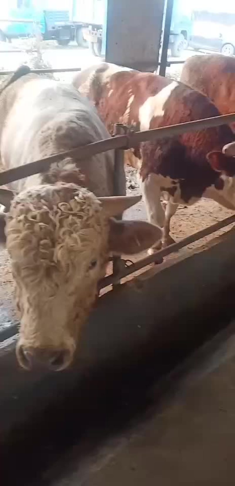 鲁西黄牛湖南西门塔尔牛黄牛犊包成活免费运输