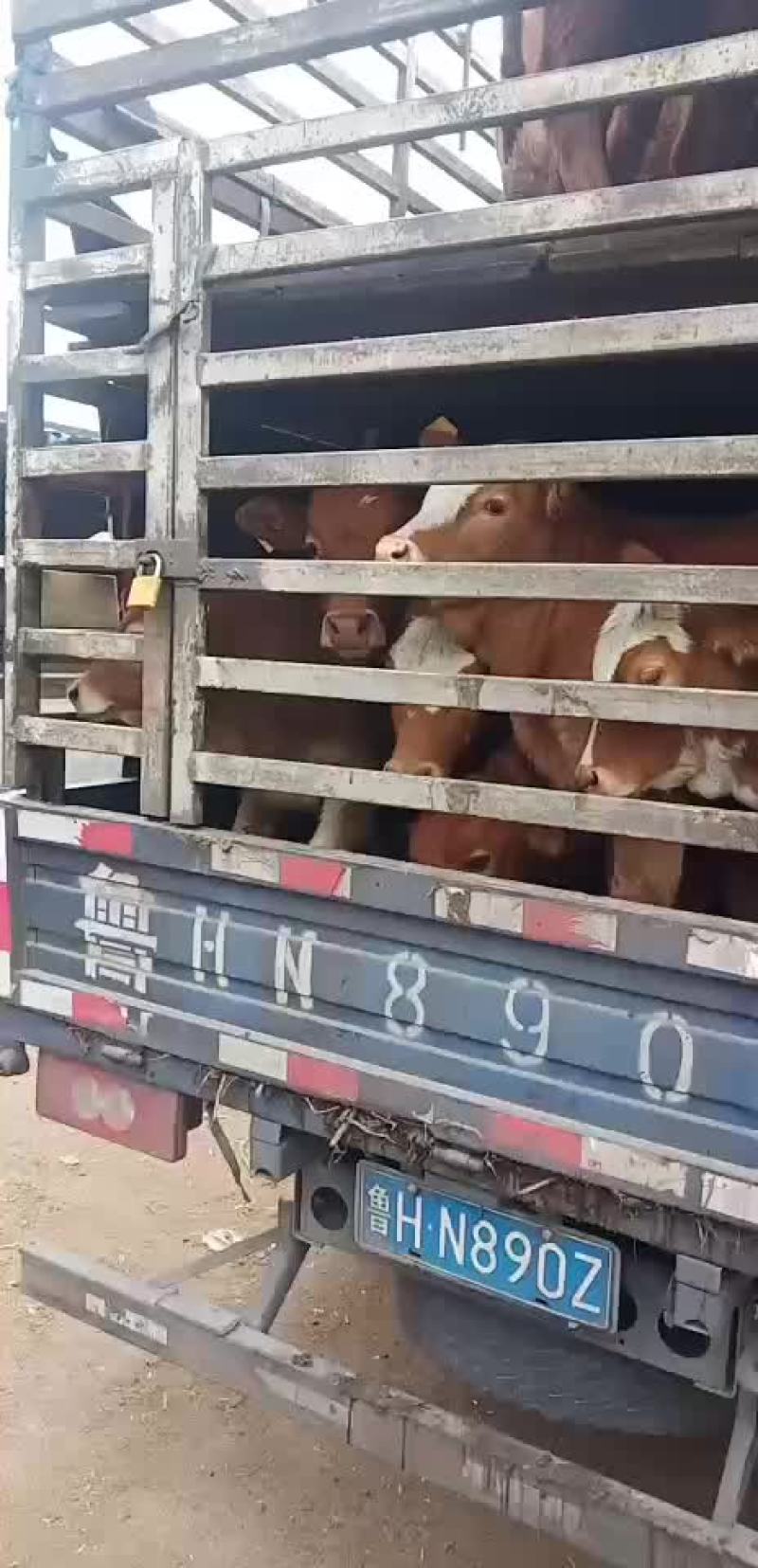 黄牛犊小肉牛犊杂交牛苗免费送货买十送一头