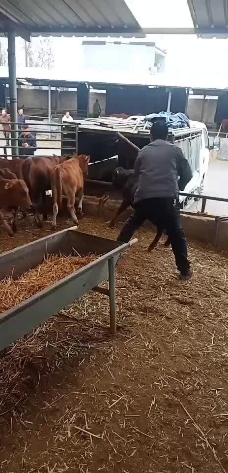 黄牛犊小肉牛犊杂交牛苗免费送货买十送一头
