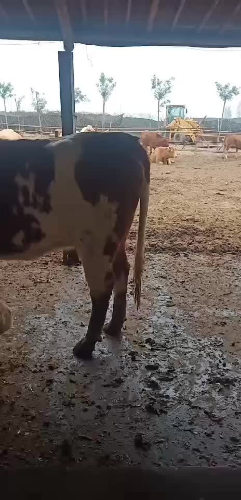黄牛犊小肉牛犊杂交牛苗免费送货买十送一头