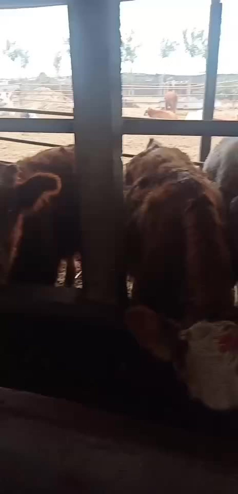黄牛犊小肉牛犊杂交牛苗免费送货买十送一头