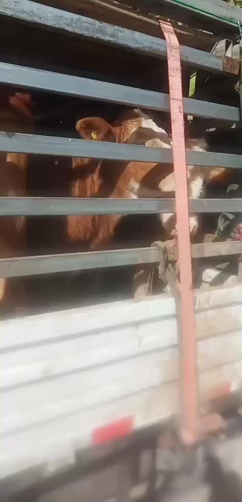牛犊小牛犊黄牛苗全国免费送货