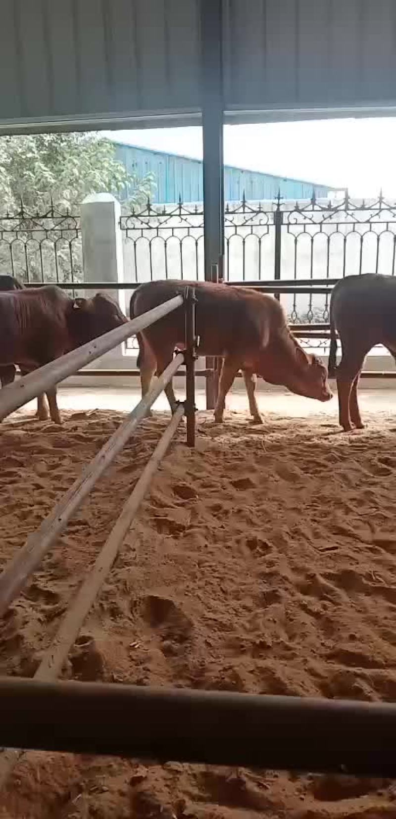 黄牛犊鲁西黄牛改良肉牛全国免费送货