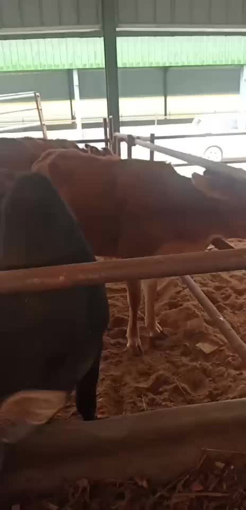 黄牛犊鲁西黄牛改良肉牛全国免费送货