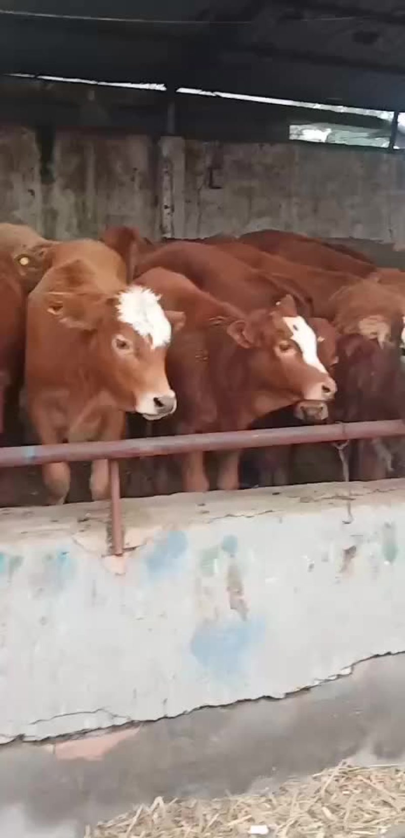 黄牛犊鲁西黄牛改良肉牛全国免费送货