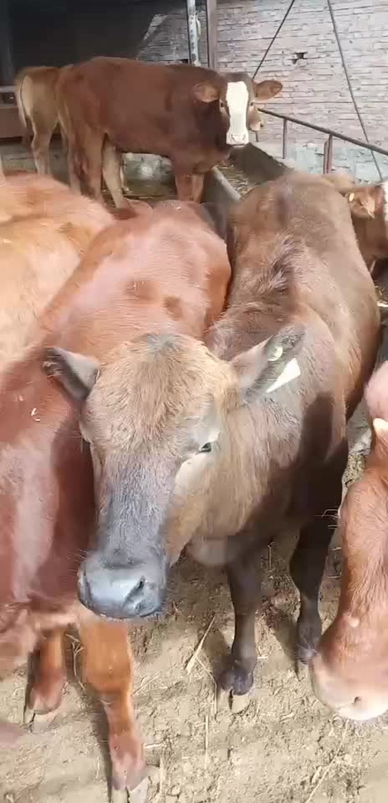 黄牛犊鲁西黄牛改良肉牛全国免费送货