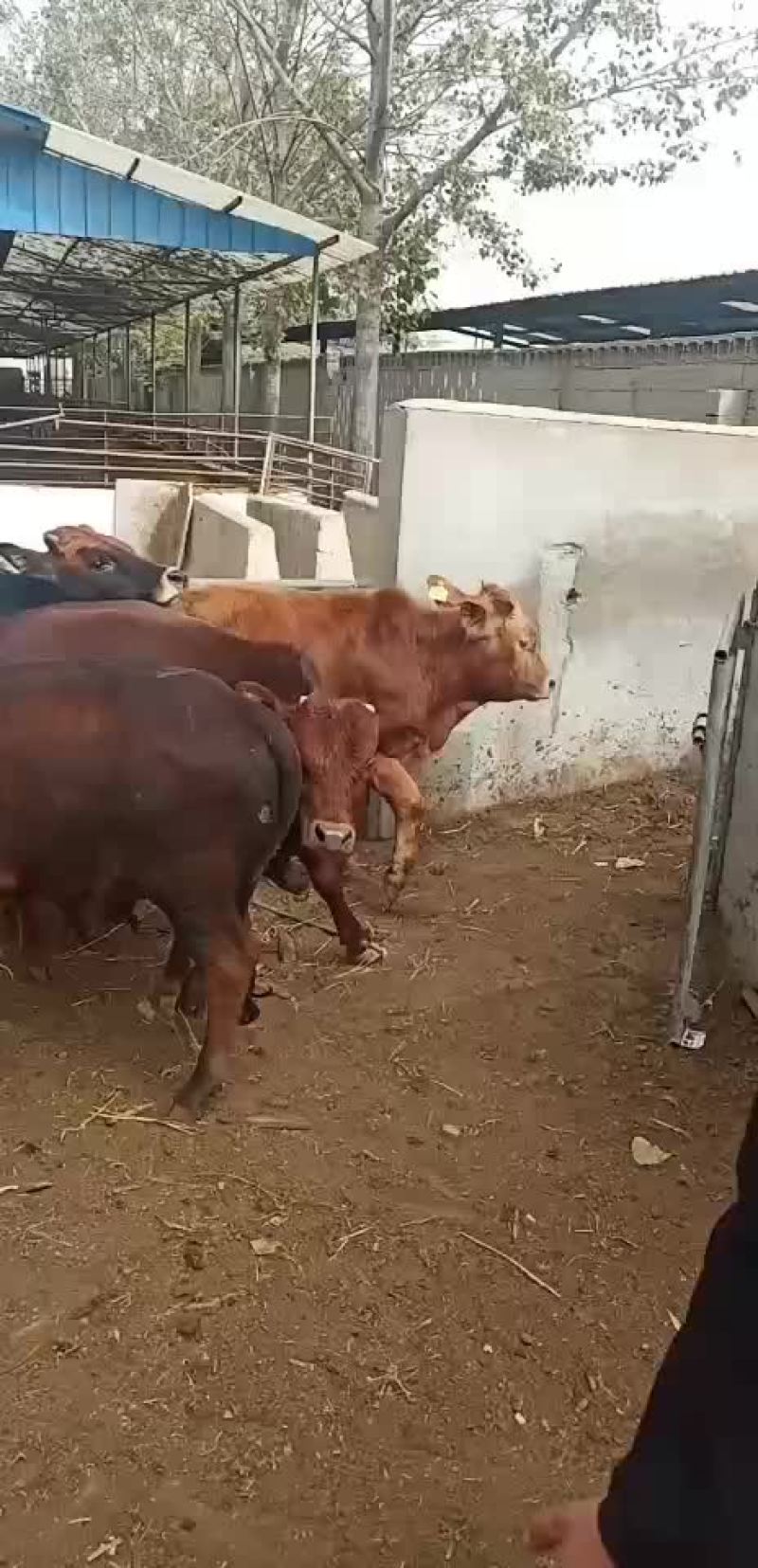 黄牛犊鲁西黄牛改良肉牛全国免费送货
