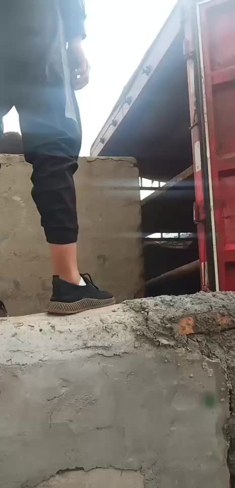 黄牛犊鲁西黄牛改良肉牛全国免费送货