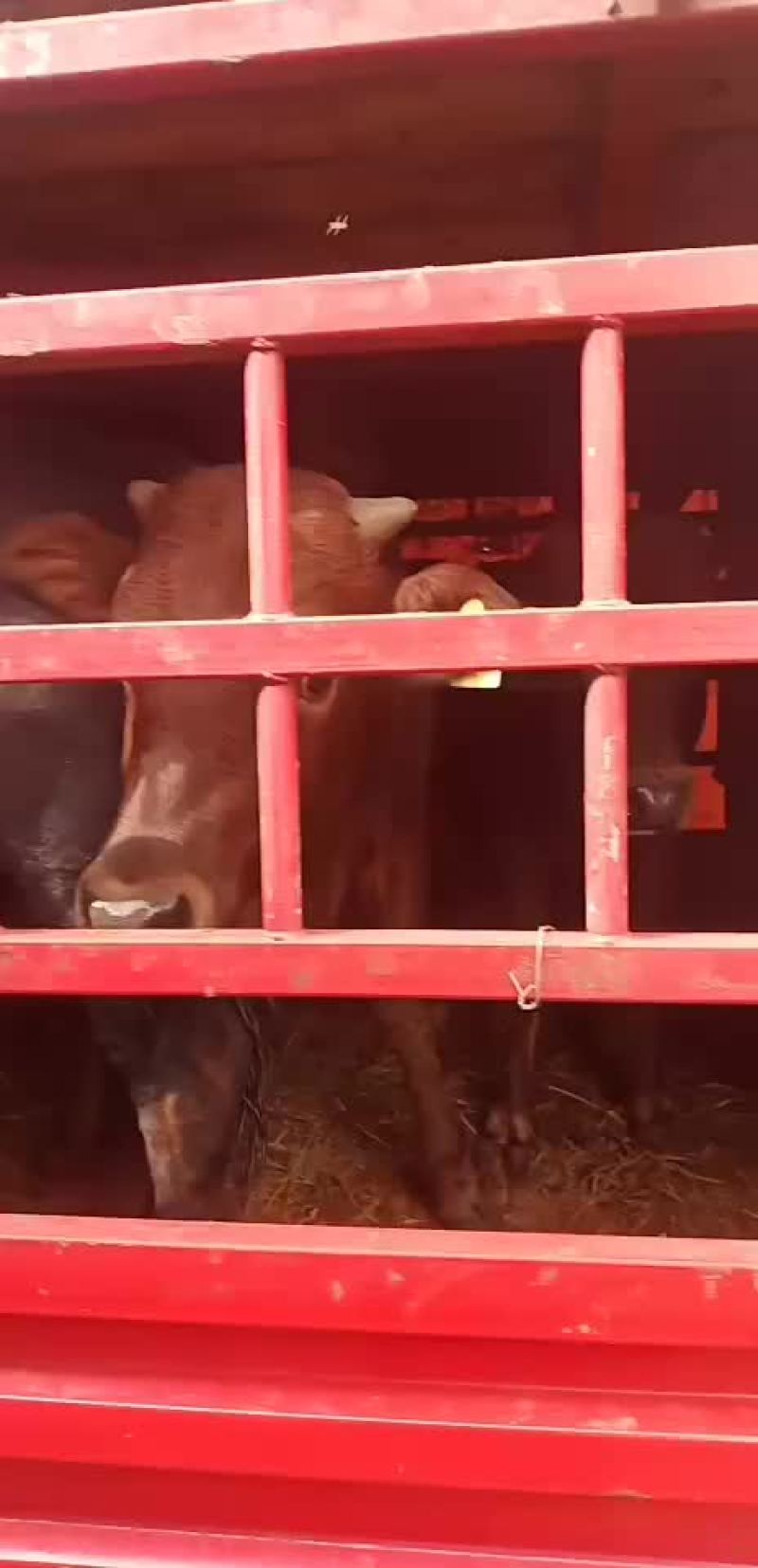 黄牛犊鲁西黄牛改良肉牛全国免费送货