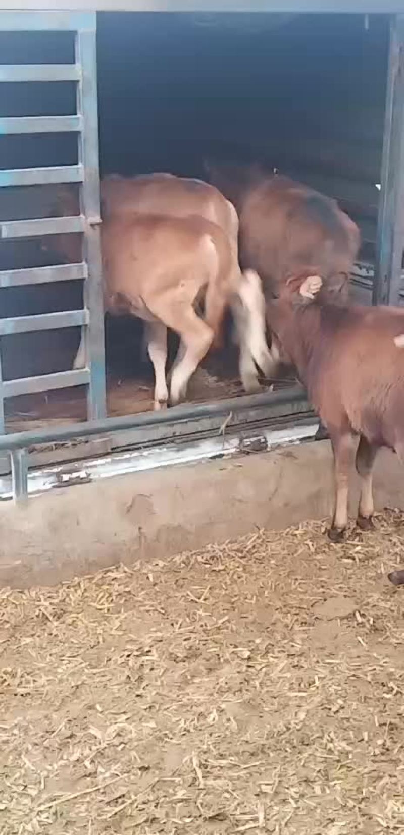 黄牛鲁西黄牛犊免费送货送铡草机一台包技术