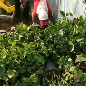 广西横县茉莉花苗批发
