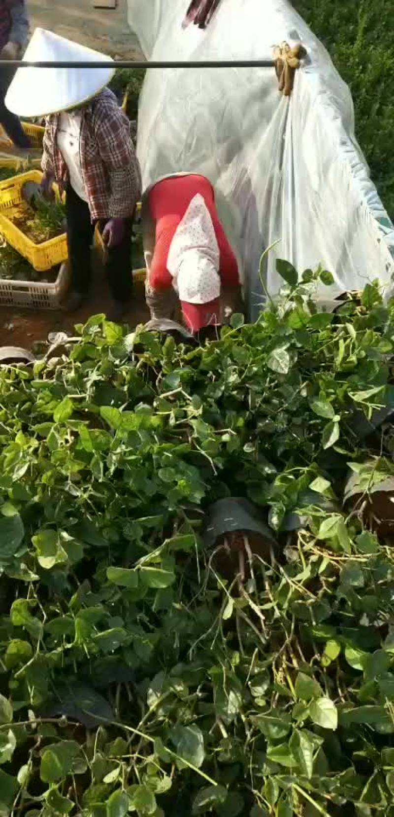 广西横县茉莉花苗批发
