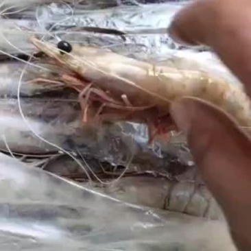 船冻对虾