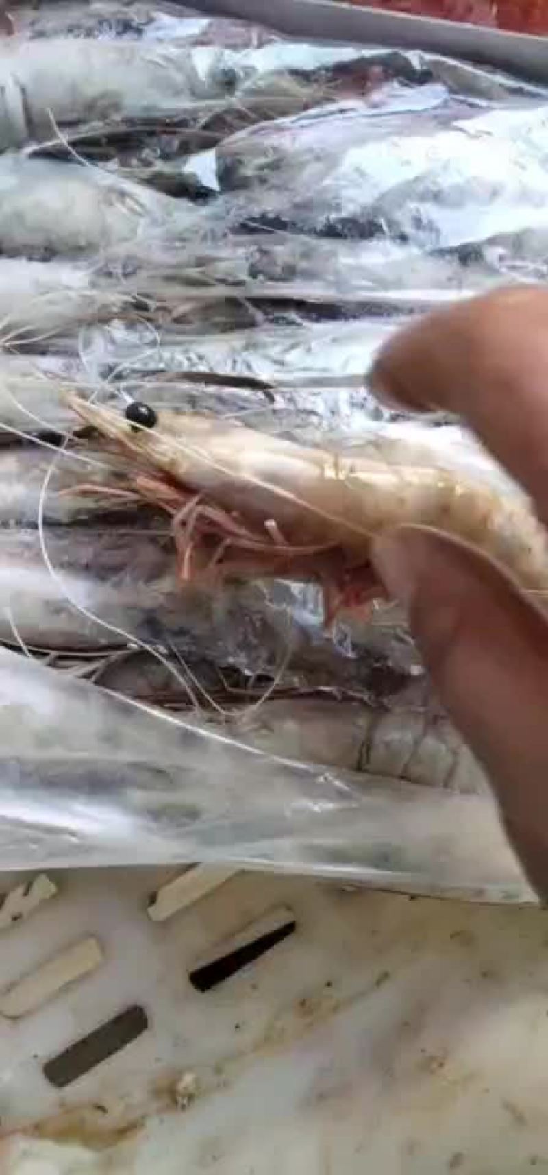 船冻对虾